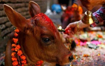 तिहारअन्तर्गत आज गाईगोरु र गोबर्द्धन पूजा